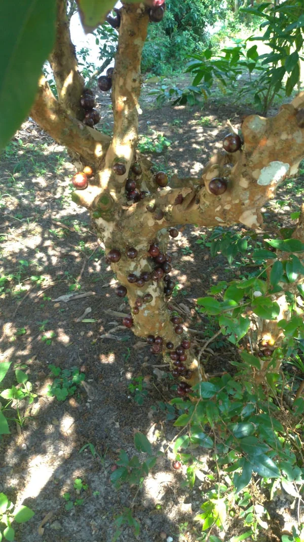 Pomar com jabuticabeira — atividade de contato com a natureza no Azaleia Dourada