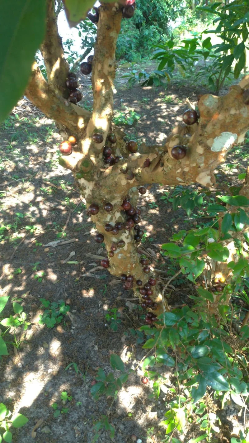 Pomar com jabuticabeira no Residencial Azaleia Dourada — atividade de natureza para idosos